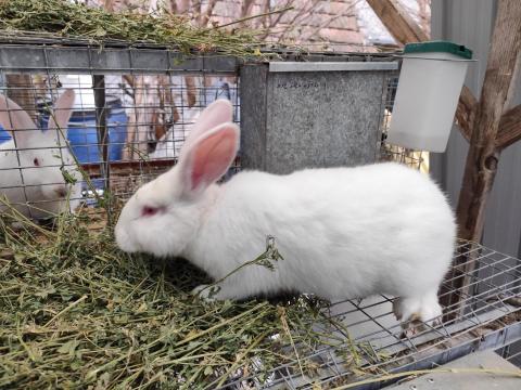 Fajtatiszta Pannon fehér nyulakat folyamatosan