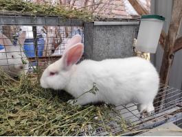 Fajtatiszta Pannon fehér nyulakat folyamatosan