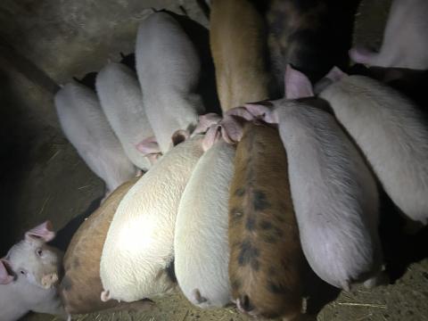 Eladó választási malacok Eladó választási malacok