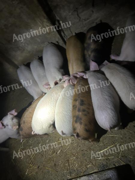 Eladó választási malacok