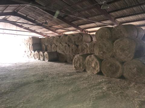 Csarnokban tárolt széna eladó – 125/130-as bálák Csarnokban tárolt széna eladó – 125/130-as bálák