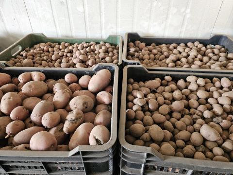 Takarmány burgonya ( krumpli ) eladó Takarmány burgonya ( krumpli ) eladó