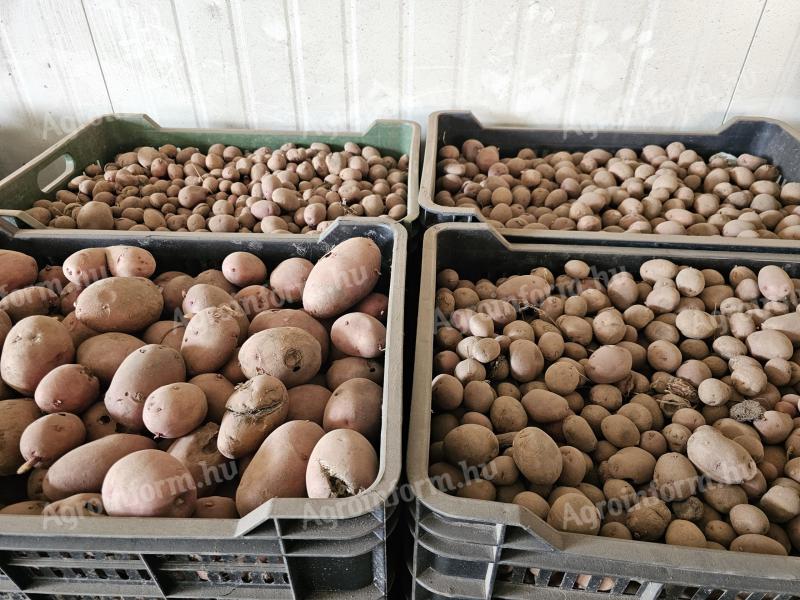 Takarmány burgonya ( krumpli ) eladó