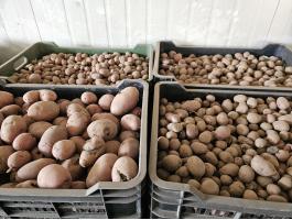 Takarmány burgonya ( krumpli ) eladó