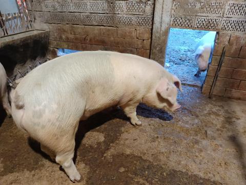 Háztáji hízók eladók Háztáji hízók eladók