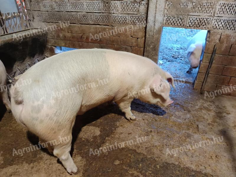 Háztáji hízók eladók