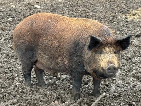 Húshasznú szabadtartású hízó duroc sertés eladó Húshasznú szabadtartású hízó duroc sertés eladó