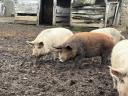Húshasznú szabadtartású hízó duroc sertés eladó