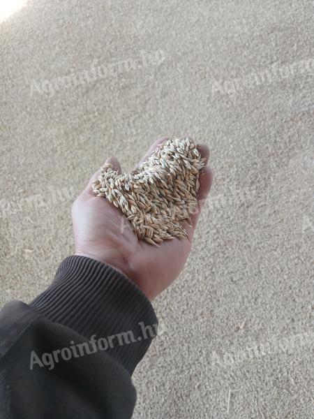 Jó minőségű takarmányárpa eladó