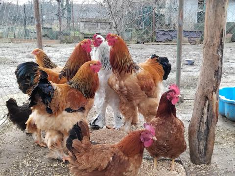 Brahma kakas eladó Brahma kakas eladó