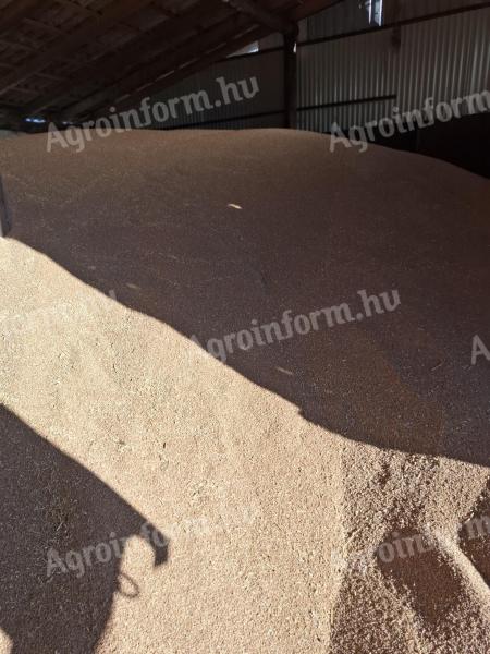Búza nagyobb tételben szállítása Cegléden megoldható