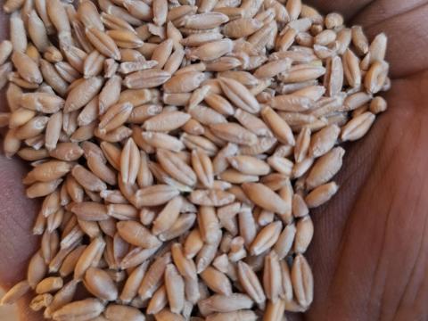 Tritikálé szállítása nagyobb tételben Cegléden és környékén Tritikálé szállítása nagyobb tételben Cegléden és környékén