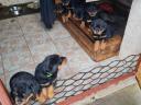 Rottweiler kölyök kutya