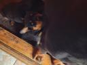 Rottweiler kölyök kutya
