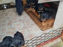 Rottweiler kölyök kutya