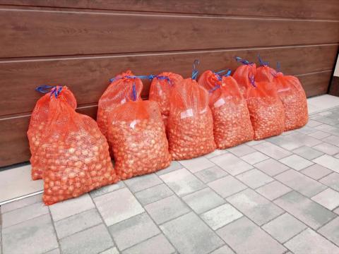 Makói CR dughagyma eladó Makói CR dughagyma eladó