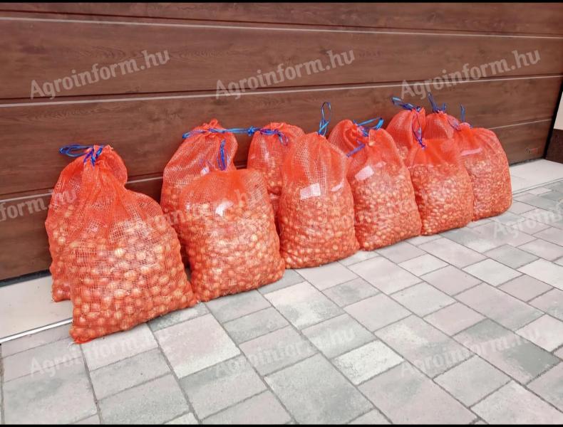 Makói CR dughagyma eladó