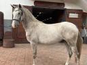 Eladó kimagasló képességű lipicai ló
