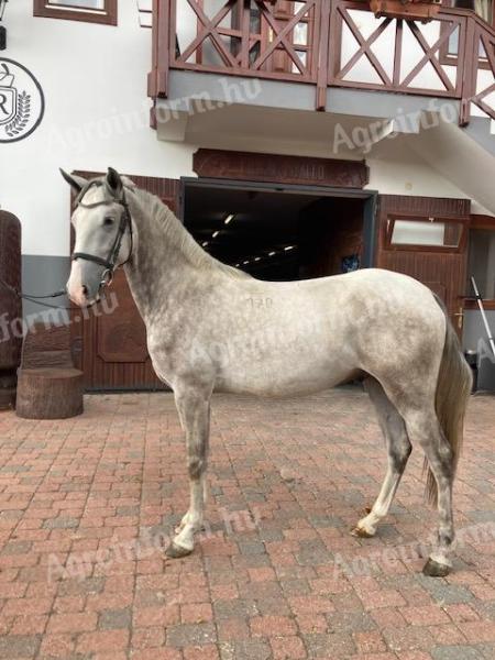 Eladó kimagasló képességű lipicai ló
