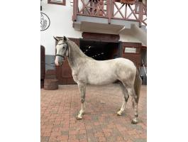 Eladó kimagasló képességű lipicai ló