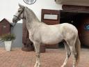 Eladó kimagasló képességű lipicai ló