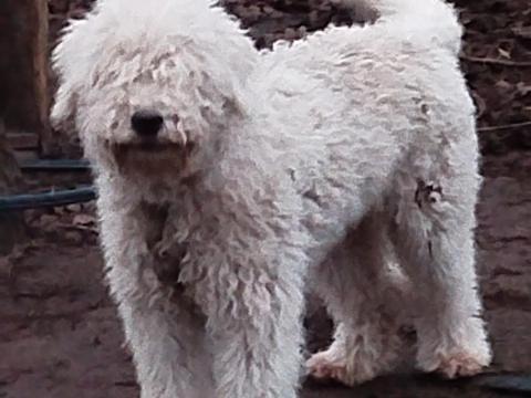 Komondor jellegű kiskutyák örökbe fogadhatók Komondor jellegű kiskutyák örökbe fogadhatók