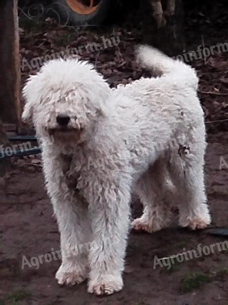 Komondor jellegű kiskutyák örökbe fogadhatók