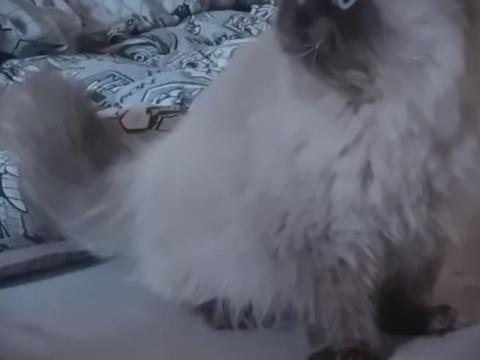 Gyönyörű törzskönyvezett nővendék Himalája perzsa cica eladó