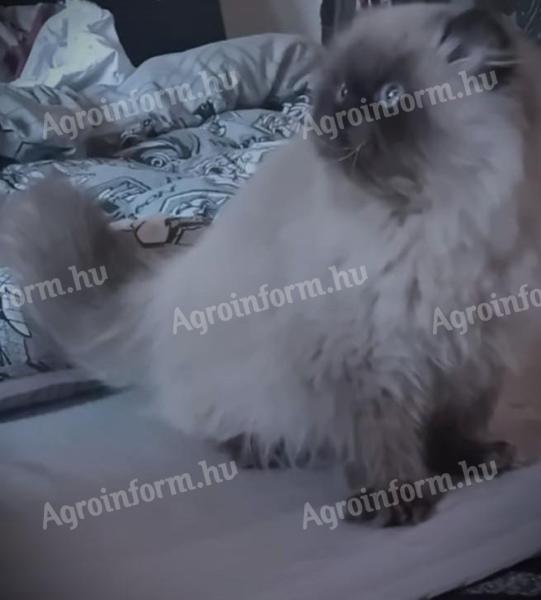 Gyönyörű törzskönyvezett nővendék Himalája perzsa cica eladó