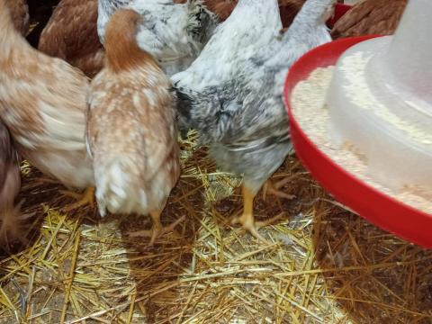 Előnevelt 11 hetes jércék eladók