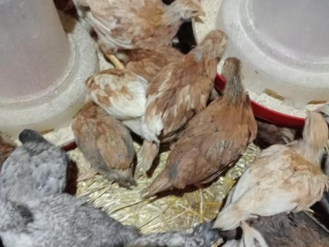 Előnevelt 9 hetes jércék eladók Előnevelt 9 hetes jércék eladók