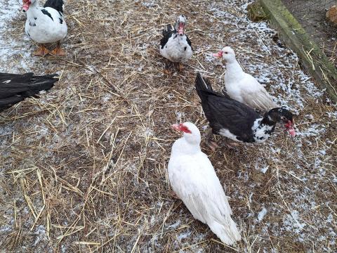 Néma kacsák eladók Néma kacsák eladók