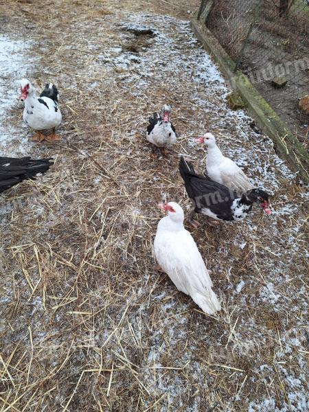 Néma kacsák eladók