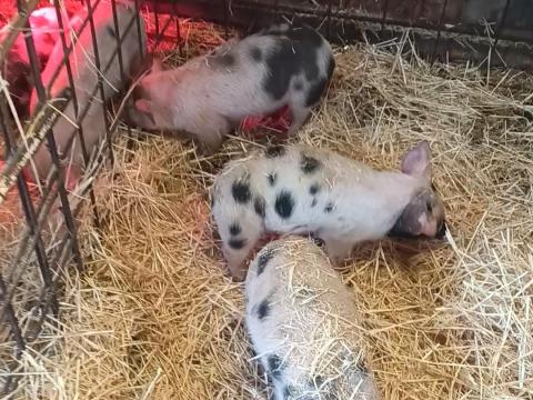 Választási malacok és süldők! Választási malacok és süldők!