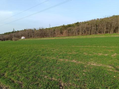 Eladó szántó Sopron határában Eladó szántó Sopron határában