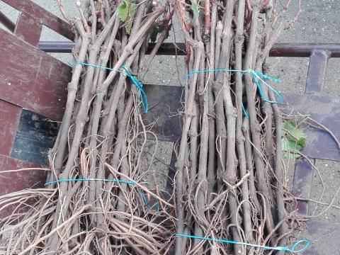 Bodza és szőlő gyökeres vessző eladó Bodza és szőlő gyökeres vessző eladó