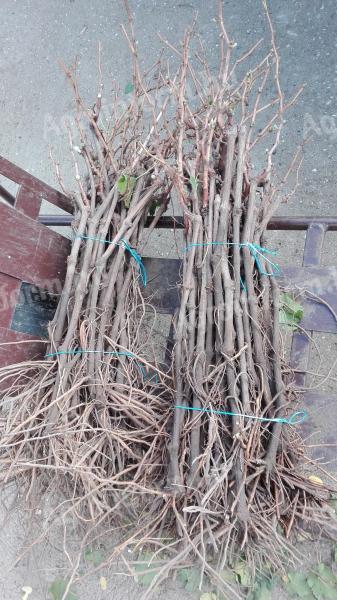 Bodza és szőlő gyökeres vessző eladó