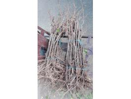 Bodza és szőlő gyökeres vessző eladó