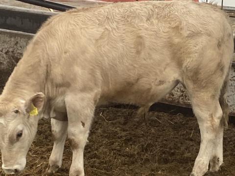 Húshasznú bikák Húshasznú bikák