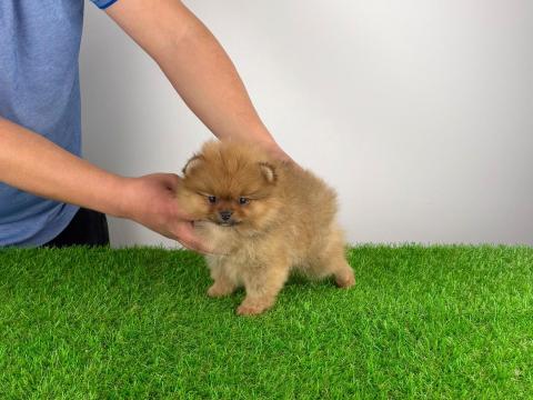 Törzskönyves Pomerániai törpespitz kiskutya Törzskönyves Pomerániai törpespitz kiskutya