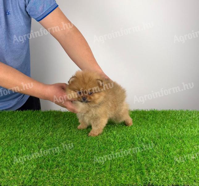 Törzskönyves Pomerániai törpespitz kiskutya