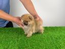 Törzskönyves Pomerániai törpespitz kiskutya
