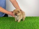 Törzskönyves Pomerániai törpespitz kiskutya