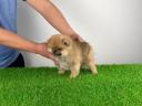 Törzskönyves Pomerániai törpespitz kiskutya