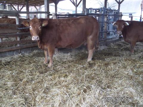 Vemhes,  pedigrees limousin tehén