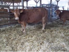 Vemhes,  pedigrees limousin tehén