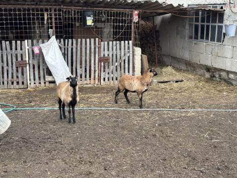 Kameruni jerkék eladók Kameruni jerkék eladók