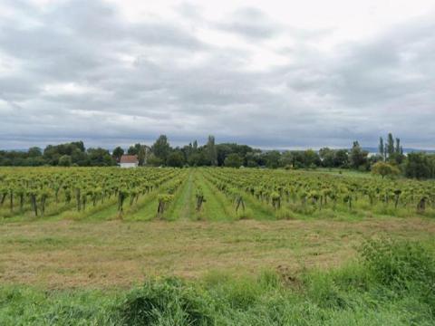 16 400 m2 beépíthető külterület eladó Balatonszepezden 16 400 m2 beépíthető külterület eladó Balatonszepezden