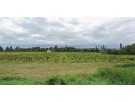 16 400 m2 beépíthető külterület eladó Balatonszepezden