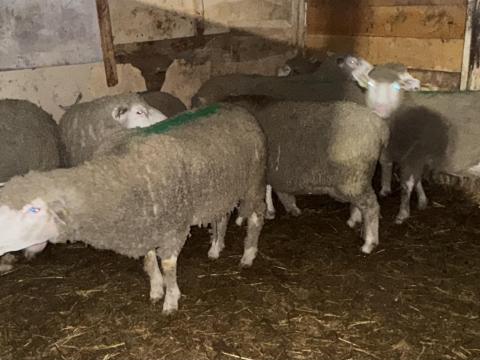 Vágó juhok eladók Vágó juhok eladók